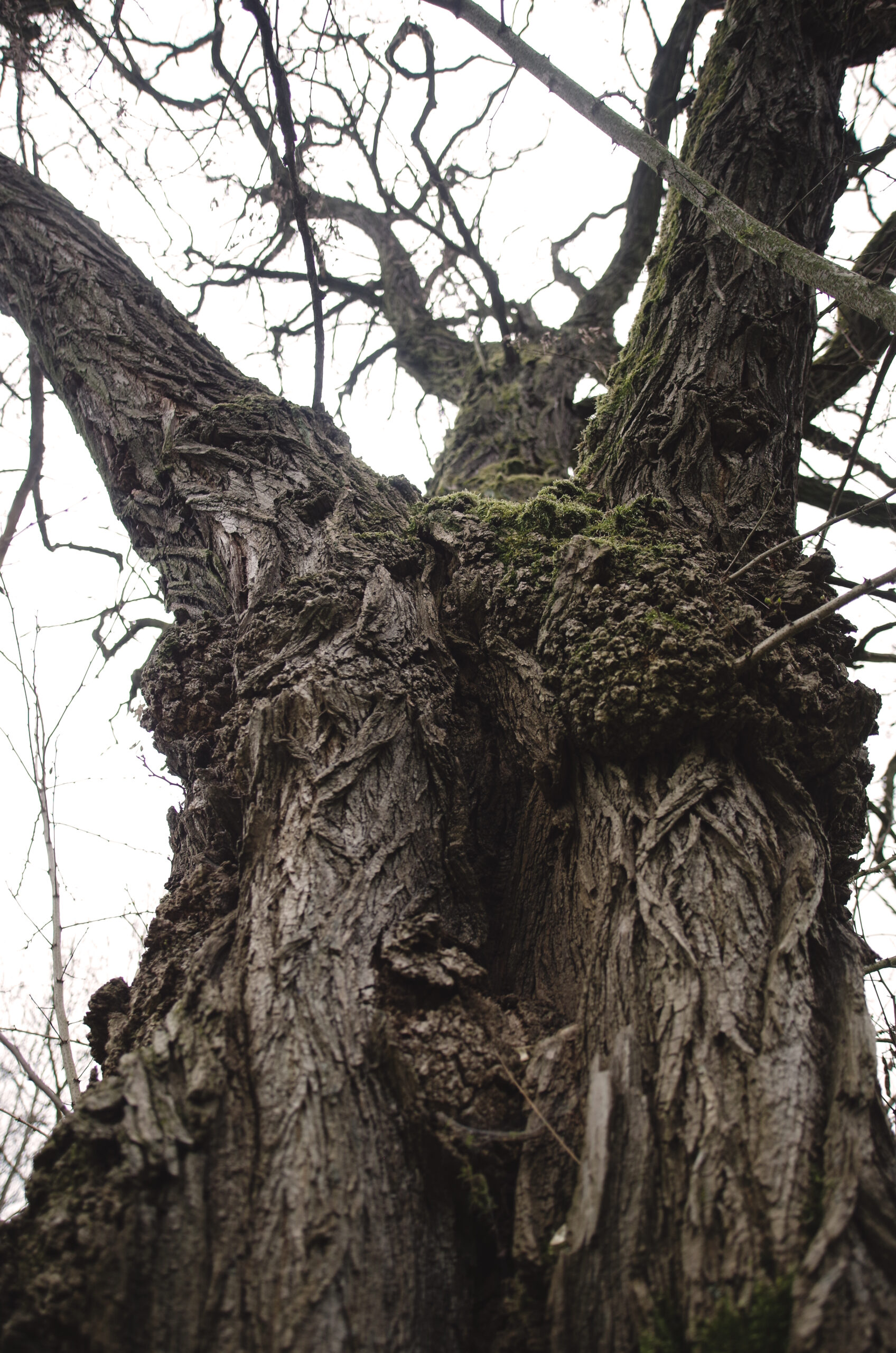 robinia akacjowa